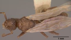 Myrmica tahoensis casent0102858 dorsal 1 by Jen Fogarty. Used under a CC BY 4.0 license.