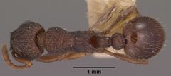 Myrmica tahoensis casent0102859 dorsal 1 by Jen Fogarty. Used under a CC BY 4.0 license.