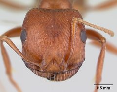 Pogonomyrmex anzensis casent0179510 head 1 by Erin Prado. Used under a CC BY 4.0 license.