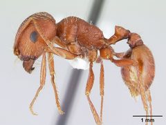 Pogonomyrmex anzensis casent0179510 profile 1 by Erin Prado. Used under a CC BY 4.0 license.