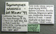 Pogonomyrmex anzensis casent0179511 label 1 by Michele Esposito. Used under a CC BY 4.0 license.