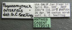 Pogonomyrmex anzensis casent0179513 label 1 by Michele Esposito. Used under a CC BY 4.0 license.