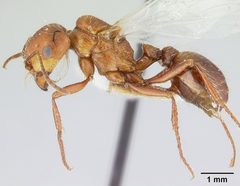 Pogonomyrmex anzensis casent0179513 profile 1 by Erin Prado. Used under a CC BY 4.0 license.
