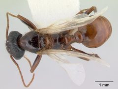 Pogonomyrmex anzensis casent0179514 dorsal 1 by Erin Prado. Used under a CC BY 4.0 license.