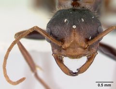 Pogonomyrmex anzensis casent0179514 head 1 by Erin Prado. Used under a CC BY 4.0 license.