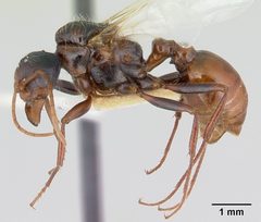 Pogonomyrmex anzensis casent0179514 profile 1 by Erin Prado. Used under a CC BY 4.0 license.