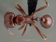 Pogonomyrmex apache casent0006284 dorsal 1 by wikipedia. Used under a CC BY 4.0 license.