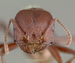 Pogonomyrmex apache casent0006284 head 1 by wikipedia. Used under a CC BY 4.0 license.