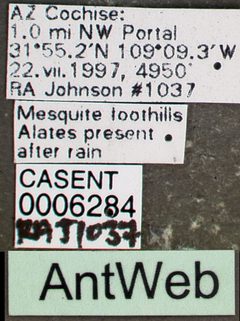 Pogonomyrmex apache casent0006284 label 1 by April Nobile. Used under a CC BY 4.0 license.