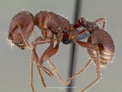 Pogonomyrmex apache casent0006284 profile 1 by wikipedia. Used under a CC BY 4.0 license.