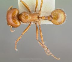 Pogonomyrmex bigbendensis castype14104 dorsal 1 by wikipedia. Used under a CC BY 4.0 license.