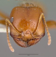 Pogonomyrmex bigbendensis castype14104 head 1 by wikipedia. Used under a CC BY 4.0 license.