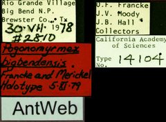 Pogonomyrmex bigbendensis castype14104 label 1 by April Nobile. Used under a CC BY 4.0 license.