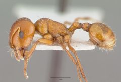 Pogonomyrmex bigbendensis castype14104 profile 1 by wikipedia. Used under a CC BY 4.0 license.