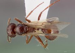 Pogonomyrmex colei casent0005716 dorsal 1 by wikipedia. Used under a CC BY 4.0 license.