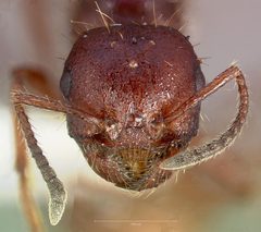 Pogonomyrmex colei casent0005716 head 1 by wikipedia. Used under a CC BY 4.0 license.