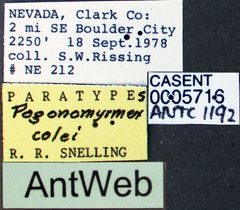 Pogonomyrmex colei casent0005716 label 1 by April Nobile. Used under a CC BY 4.0 license.
