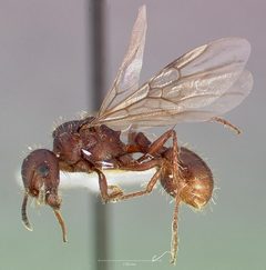 Pogonomyrmex colei casent0005716 profile 1 by wikipedia. Used under a CC BY 4.0 license.