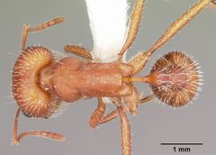 Pogonomyrmex comanche casent0104840 dorsal 1 by April Nobile. Used under a CC BY 4.0 license.