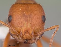 Pogonomyrmex comanche casent0104840 head 1 by April Nobile. Used under a CC BY 4.0 license.