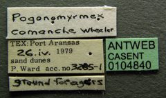 Pogonomyrmex comanche casent0104840 label 1 by April Nobile. Used under a CC BY 4.0 license.