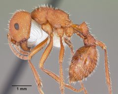 Pogonomyrmex comanche casent0104840 profile 1 by April Nobile. Used under a CC BY 4.0 license.