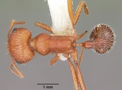 Pogonomyrmex comanche casent0104841 dorsal 1 by April Nobile. Used under a CC BY 4.0 license.