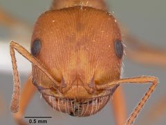Pogonomyrmex comanche casent0104841 head 1 by April Nobile. Used under a CC BY 4.0 license.