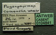 Pogonomyrmex comanche casent0104841 label 1 by April Nobile. Used under a CC BY 4.0 license.