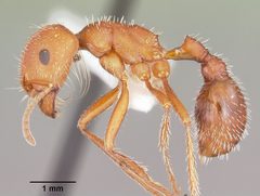 Pogonomyrmex comanche casent0104841 profile 1 by April Nobile. Used under a CC BY 4.0 license.