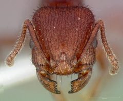 Pogonomyrmex imberbiculus casent0005713 head 1 by wikipedia. Used under a CC BY 4.0 license.