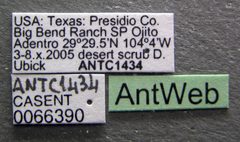 Pogonomyrmex imberbiculus casent0066390 label 1 by Michele Esposito. Used under a CC BY 4.0 license.