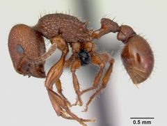Pogonomyrmex imberbiculus casent0066390 profile 1 by April Nobile. Used under a CC BY 4.0 license.