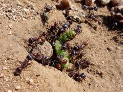 Ants Eating A Caterpillar by Jeff Turner from Santa Clarita, CA, United States. Used under a CC BY 2.0 license.