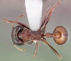 Pogonomyrmex rugosus casent0005708 dorsal 1 by wikipedia. Used under a CC BY 4.0 license.