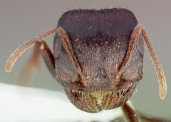 Pogonomyrmex rugosus casent0005708 head 1 by wikipedia. Used under a CC BY 4.0 license.