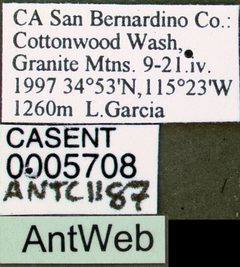 Pogonomyrmex rugosus casent0005708 label 1 by April Nobile. Used under a CC BY 4.0 license.