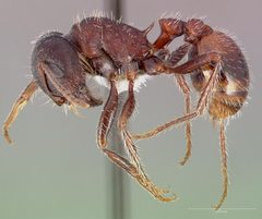 Pogonomyrmex rugosus casent0005708 profile 1 by wikipedia. Used under a CC BY 4.0 license.