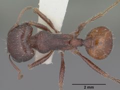 Pogonomyrmex rugosus casent0102896 dorsal 1 by Jen Fogarty. Used under a CC BY 4.0 license.