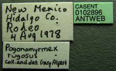 Pogonomyrmex rugosus casent0102896 label 1 by Jen Fogarty. Used under a CC BY 4.0 license.