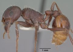 Pogonomyrmex rugosus casent0102896 profile 1 by Jen Fogarty. Used under a CC BY 4.0 license.