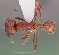 Pogonomyrmex salinus casent0005719 dorsal 1 by wikipedia. Used under a CC BY 4.0 license.