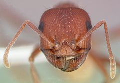 Pogonomyrmex salinus casent0005719 head 1 by wikipedia. Used under a CC BY 4.0 license.