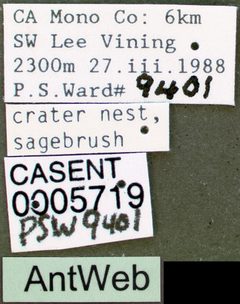 Pogonomyrmex salinus casent0005719 label 1 by April Nobile. Used under a CC BY 4.0 license.
