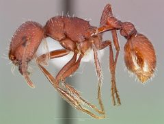Pogonomyrmex salinus casent0005719 profile 1 by wikipedia. Used under a CC BY 4.0 license.