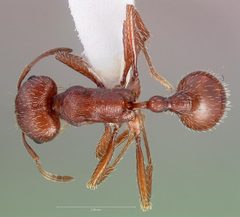 Pogonomyrmex subdentatus casent0005720 dorsal 1 by wikipedia. Used under a CC BY 4.0 license.