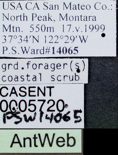 Pogonomyrmex subdentatus casent0005720 label 1 by April Nobile. Used under a CC BY 4.0 license.