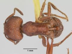 Pogonomyrmex subdentatus casent0103127 dorsal 1 by April Nobile. Used under a CC BY 4.0 license.
