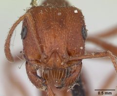 Pogonomyrmex subdentatus casent0173363 head 1 by April Nobile. Used under a CC BY 4.0 license.