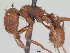Pogonomyrmex subdentatus casent0173363 profile 1 by April Nobile. Used under a CC BY 4.0 license.
